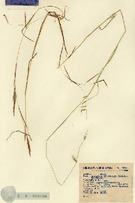 URN_catalog_HBHinton_herbarium_6672.jpg.jpg