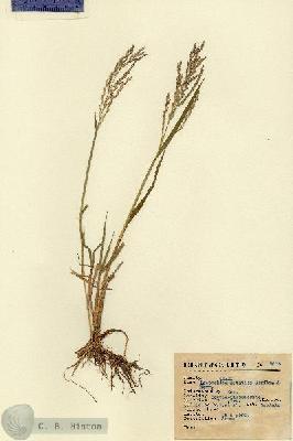 URN_catalog_HBHinton_herbarium_6675.jpg.jpg