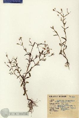 URN_catalog_HBHinton_herbarium_6677.jpg.jpg