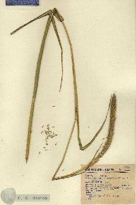 URN_catalog_HBHinton_herbarium_6794.jpg.jpg
