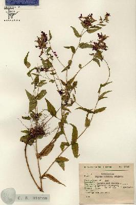 URN_catalog_HBHinton_herbarium_7008.jpg.jpg