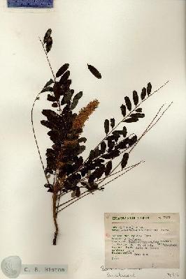 URN_catalog_HBHinton_herbarium_7057.jpg.jpg