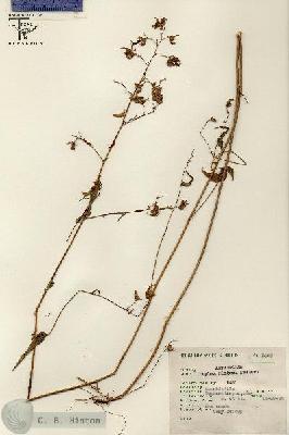 URN_catalog_HBHinton_herbarium_7069.jpg.jpg