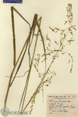 URN_catalog_HBHinton_herbarium_8791.jpg.jpg