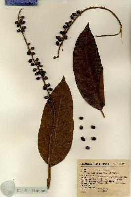 URN_catalog_HBHinton_herbarium_6057.jpg.jpg