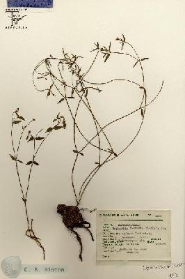URN_catalog_HBHinton_herbarium_6092.jpg.jpg