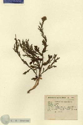 URN_catalog_HBHinton_herbarium_629.jpg.jpg