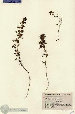 URN_catalog_HBHinton_herbarium_8341.jpg.jpg