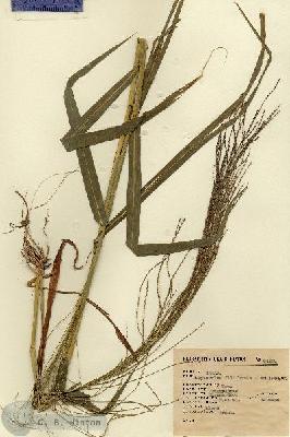 URN_catalog_HBHinton_herbarium_6462.jpg.jpg