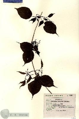 URN_catalog_HBHinton_herbarium_8118.jpg.jpg