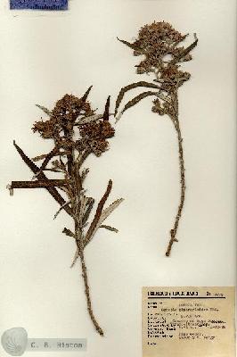 URN_catalog_HBHinton_herbarium_8822.jpg.jpg