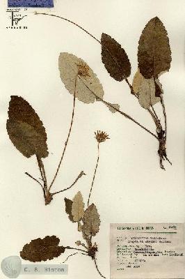 URN_catalog_HBHinton_herbarium_8562.jpg.jpg