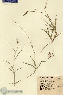 URN_catalog_HBHinton_herbarium_9310.jpg.jpg