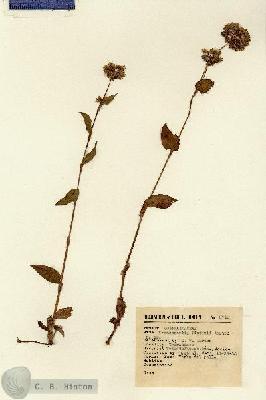 URN_catalog_HBHinton_herbarium_8718.jpg.jpg