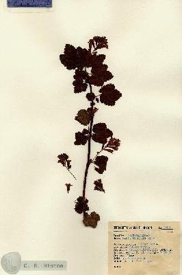 URN_catalog_HBHinton_herbarium_9002.jpg.jpg