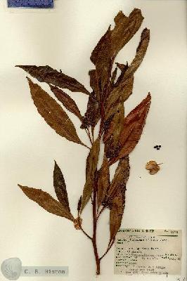 URN_catalog_HBHinton_herbarium_8974.jpg.jpg
