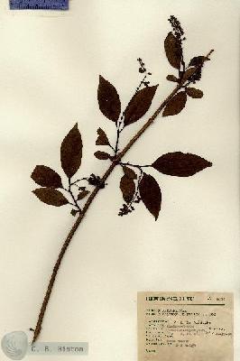 URN_catalog_HBHinton_herbarium_9011.jpg.jpg