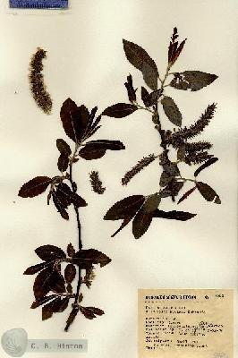 URN_catalog_HBHinton_herbarium_8992.jpg.jpg