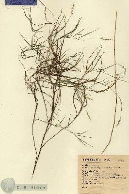 URN_catalog_HBHinton_herbarium_7135.jpg.jpg