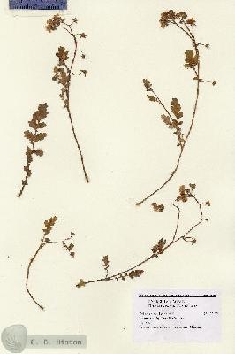 URN_catalog_HBHinton_herbarium_7956.jpg.jpg