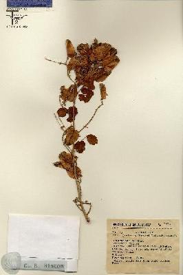 URN_catalog_HBHinton_herbarium_7393.jpg.jpg