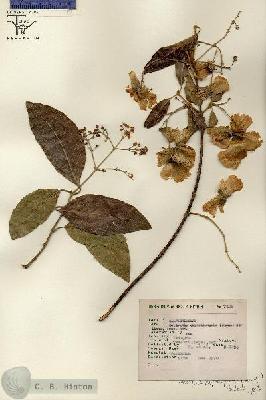 URN_catalog_HBHinton_herbarium_7498.jpg.jpg