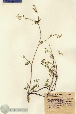 URN_catalog_HBHinton_herbarium_7967.jpg.jpg