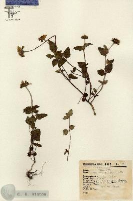 URN_catalog_HBHinton_herbarium_7970.jpg.jpg