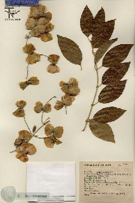 URN_catalog_HBHinton_herbarium_7523.jpg.jpg