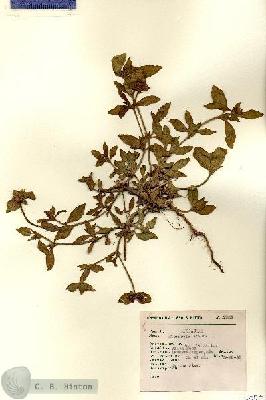 URN_catalog_HBHinton_herbarium_7557.jpg.jpg