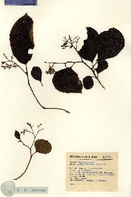 URN_catalog_HBHinton_herbarium_7918.jpg.jpg