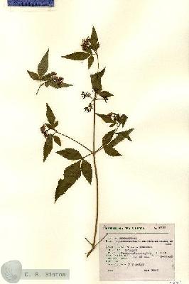 URN_catalog_HBHinton_herbarium_7921.jpg.jpg