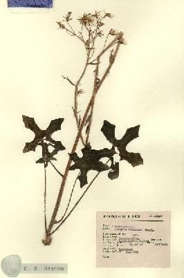 URN_catalog_HBHinton_herbarium_7997.jpg.jpg