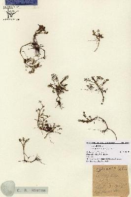 URN_catalog_HBHinton_herbarium_8002.jpg.jpg