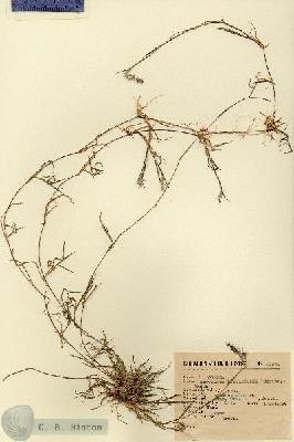 URN_catalog_HBHinton_herbarium_9746.jpg.jpg