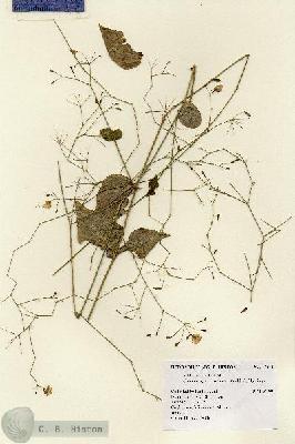 URN_catalog_HBHinton_herbarium_15911.jpg.jpg