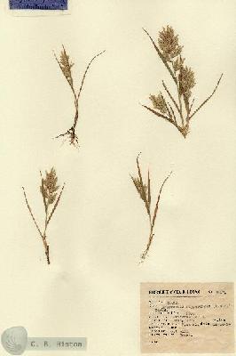 URN_catalog_HBHinton_herbarium_9817.jpg.jpg