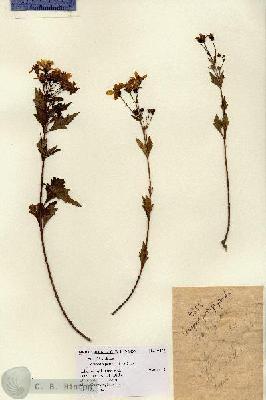 URN_catalog_HBHinton_herbarium_9855.jpg.jpg