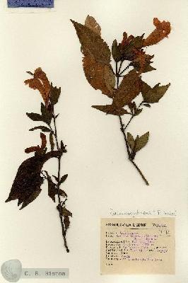 URN_catalog_HBHinton_herbarium_12931.jpg.jpg