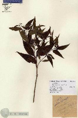 URN_catalog_HBHinton_herbarium_9923.jpg.jpg