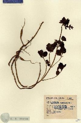 URN_catalog_HBHinton_herbarium_996.jpg.jpg