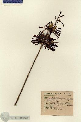 URN_catalog_HBHinton_herbarium_1131.jpg.jpg