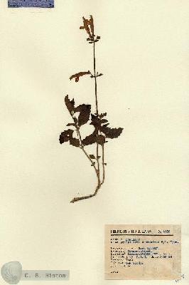 URN_catalog_HBHinton_herbarium_1136.jpg.jpg