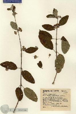 URN_catalog_HBHinton_herbarium_13162.jpg.jpg