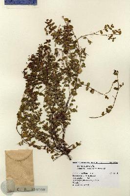 URN_catalog_HBHinton_herbarium_12014.jpg.jpg