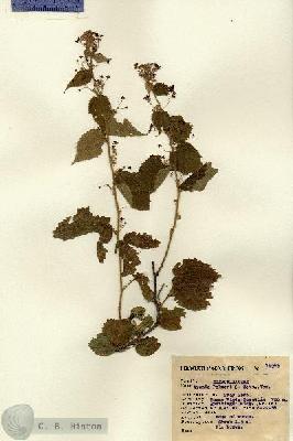 URN_catalog_HBHinton_herbarium_12082.jpg.jpg