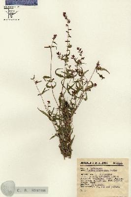 URN_catalog_HBHinton_herbarium_12268.jpg.jpg