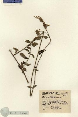 URN_catalog_HBHinton_herbarium_12570.jpg.jpg