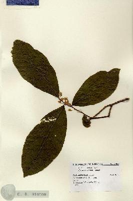URN_catalog_HBHinton_herbarium_15964.jpg.jpg