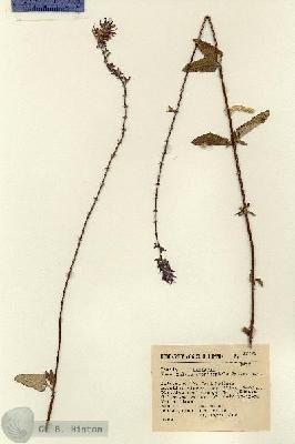 URN_catalog_HBHinton_herbarium_12792.jpg.jpg